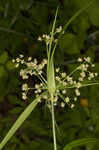 Leafy bulrush